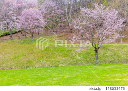 ふきだし公園の桜 ふきだし公園の桜 138033676