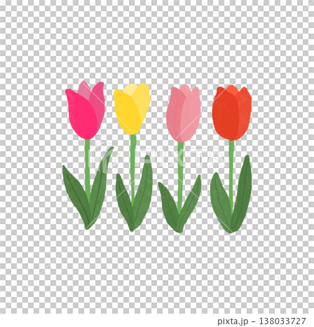 鬱金香圖 138033727