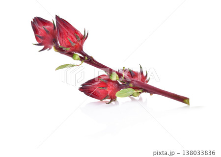 Roselle Hibiscus sabdariffa red fruit flower on white background. Roselle Hibiscus sabdariffa red fruit flower on white background. 138033836