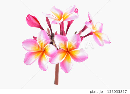 frangipani (plumeria) flowers on white background 138033837