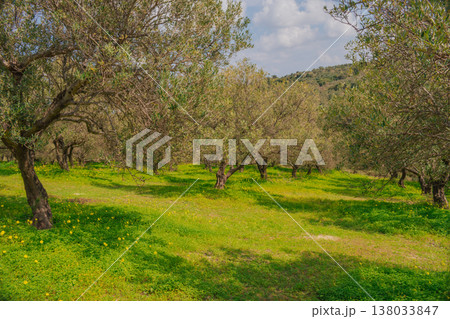 Sunny olive grove in spring with gnarled trees and vibrant green grass. Mediterranean landscape featuring silver-green foliage and distant mountains under a clear sky Sunny olive grove in spring with gnarled trees and vibrant green grass. Mediterranean landscape featuring silver-green foliage and distant mountains under a clear sky 138033847