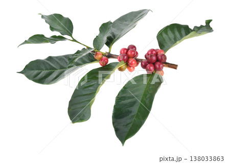 fresh coffee beans isolated on white background 138033863