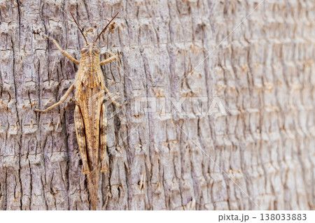 Macro view of Egyptian locust camouflaged on rough palm bark, showing detailed exoskeleton, striped eyes, textured wings and sunlit desert tones, ideal for biology, ecology and nature concepts Macro view of Egyptian locust camouflaged on rough palm bark, showing detailed exoskeleton, striped eyes, textured wings and sunlit desert tones, ideal for biology, ecology and nature concepts 138033883