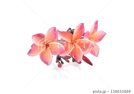 frangipani flower isolated on white background 138033889