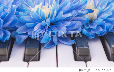 Dyed blue chrysanthemum flowers on piano keys, close up of vibrant colored bouquet on musical instrument keyboard, creative art and harmony concept Dyed blue chrysanthemum flowers on piano keys, close up of vibrant colored bouquet on musical instrument keyboard, creative art and harmony concept 138033907