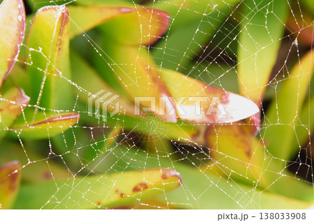 Spider web shimmering between thick triangular leaves of Carpobrotus succulent, creating a striking contrast of fragile silk geometry and heavy Mediterranean coastal greenery Spider web shimmering between thick triangular leaves of Carpobrotus succulent, creating a striking contrast of fragile silk geometry and heavy Mediterranean coastal greenery 138033908