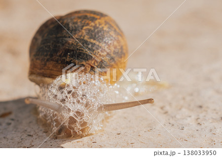 Garden snail crawling and producing excessive white foam on stone, macro view of mollusk with intensive mucin secretion for organic cosmetics Garden snail crawling and producing excessive white foam on stone, macro view of mollusk with intensive mucin secretion for organic cosmetics 138033950