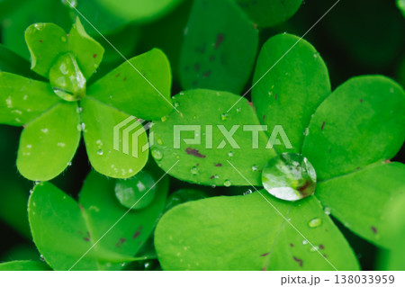 Fresh dewdrops resting on smooth emerald oxalis leaves after spring rain, creating sparkling prism-like reflections and a vibrant macro view of Mediterranean morning purity 138033959