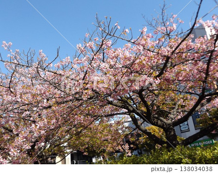 満開の稲毛海岸駅前の河津桜 満開の稲毛海岸駅前の河津桜 138034038