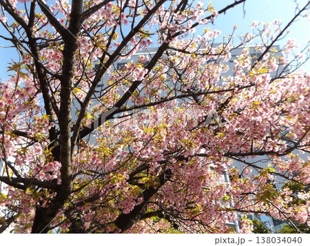 満開の稲毛海岸駅前の河津桜 満開の稲毛海岸駅前の河津桜 138034040