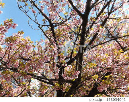 満開の稲毛海岸駅前の河津桜 138034041