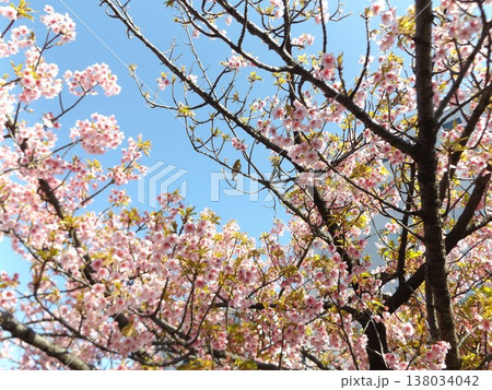 満開の稲毛海岸駅前の河津桜 138034042