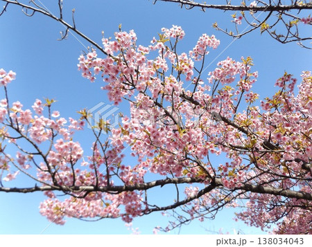 満開の稲毛海岸駅前の河津桜 満開の稲毛海岸駅前の河津桜 138034043