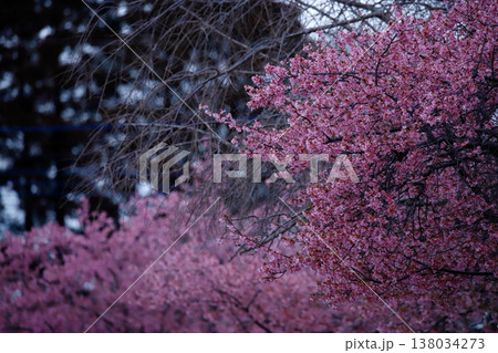 千葉県東金市・千葉厄除け不動尊の桜 138034273