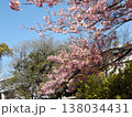 満開の稲毛海岸駅前の河津桜 138034431