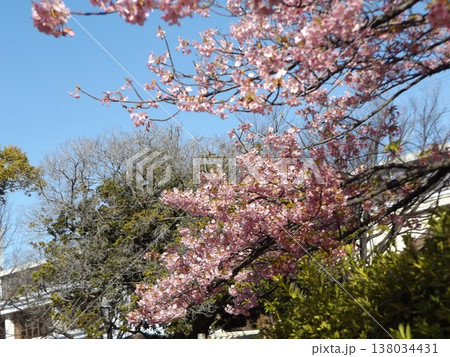 満開の稲毛海岸駅前の河津桜 138034431