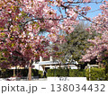 満開の稲毛海岸駅前の河津桜 138034432