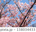 満開の稲毛海岸駅前の河津桜 138034433