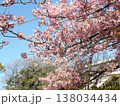満開の稲毛海岸駅前の河津桜 138034434