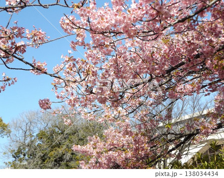満開の稲毛海岸駅前の河津桜 満開の稲毛海岸駅前の河津桜 138034434