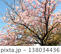満開の稲毛海岸駅前の河津桜 138034436