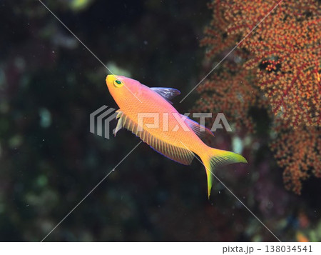 フチドリハナダイ♀ フチドリハナダイ♀ 138034541