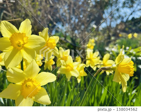 黄色い水仙 138034562
