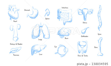 Internal Organs Sketch Internal Organs Sketch 138034595