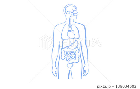 Internal Organs Sketch Internal Organs Sketch 138034602