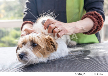 Professional groomer is trimming Jack Russel Terrier dog lying on the grooming table. Professional groomer is trimming Jack Russel Terrier dog lying on the grooming table. 138034670