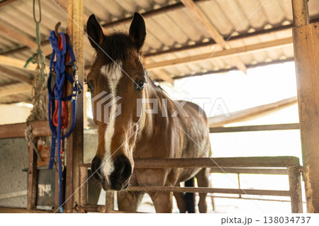 Closeup healthy horse, Young happy relax horse stable farm for sport recreation Closeup healthy horse, Young happy relax horse stable farm for sport recreation 138034737
