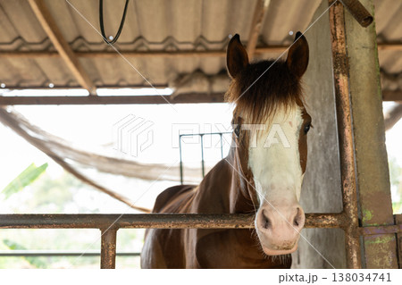 Closeup healthy horse, Young happy relax horse stable farm for sport recreation Closeup healthy horse, Young happy relax horse stable farm for sport recreation 138034741