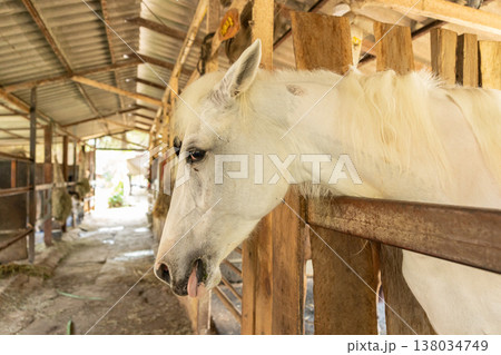 Closeup healthy horse, Young happy relax horse stable farm for sport recreation Closeup healthy horse, Young happy relax horse stable farm for sport recreation 138034749