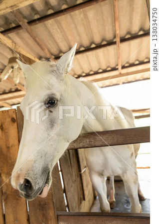 Closeup healthy horse, Young happy relax horse stable farm for sport recreation Closeup healthy horse, Young happy relax horse stable farm for sport recreation 138034750