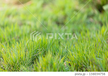 Green grass for background, Natural green field. Lawn, backyard, Natural background 138034756