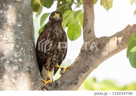Butastur teesa or White rumped buzzard Accipitridae Hawk Predator Bird in South East Asia Thailand. 138034790