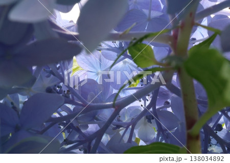 紫陽花の花 紫陽花の花 138034892