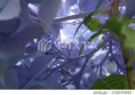 紫陽花の花 138034893