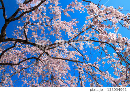 青空に広がる満開の桜 138034961