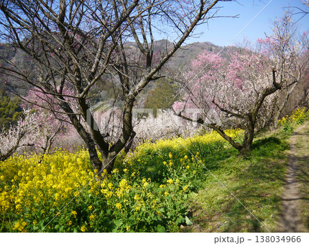 梅園の菜の花 梅園の菜の花 138034966