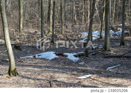 melting snow in the forest melting snow in the forest 138035206