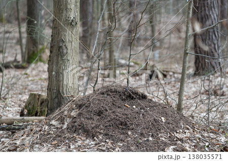 fallen tree in the forest fallen tree in the forest 138035571