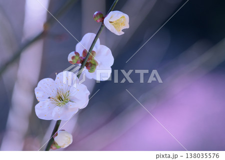 人知れず林に咲いた白い梅の花 人知れず林に咲いた白い梅の花 138035576