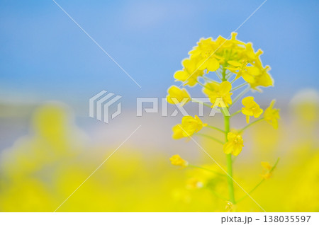 春の訪れを告げる菜の花と青空の背景素材 春の訪れを告げる菜の花と青空の背景素材 138035597