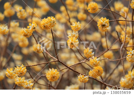 群生するミツマタの花 138035659