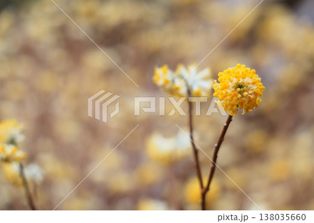 群生するミツマタの花 群生するミツマタの花 138035660