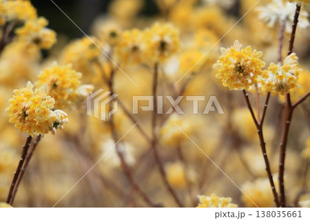 群生するミツマタの花 138035661