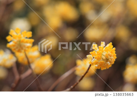 群生するミツマタの花 群生するミツマタの花 138035663