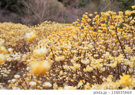群生するミツマタの花 群生するミツマタの花 138035669