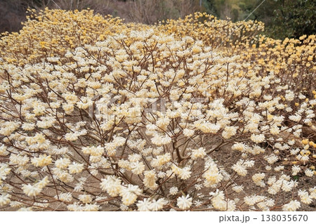 群生するミツマタの花 群生するミツマタの花 138035670